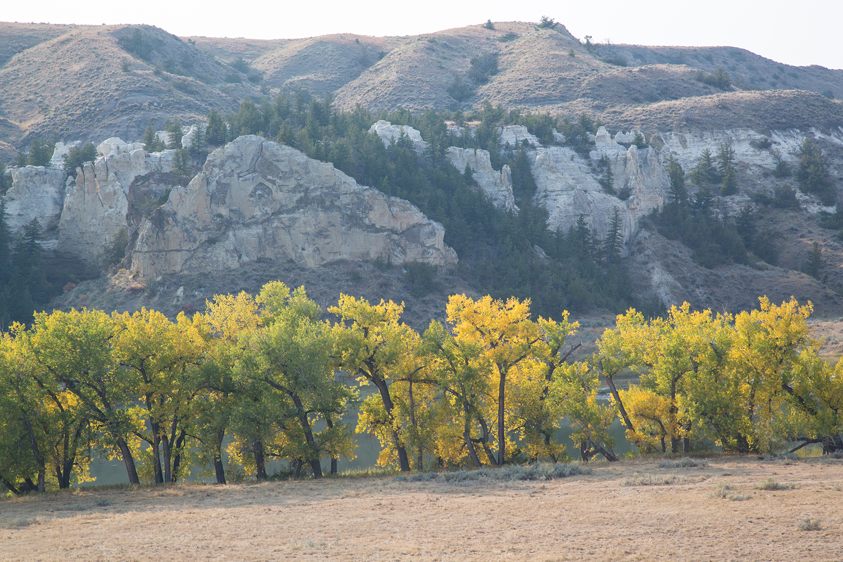 trees Friends of the Missouri Breaks Monument
